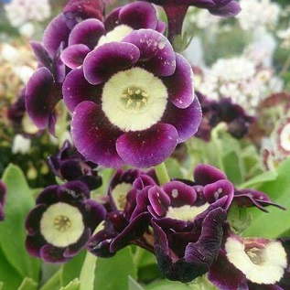 Primula auricula 'Joyce' - 8cm pot 